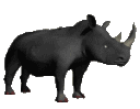 Rhinoanimation
