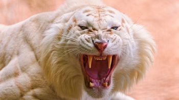 Roaring White Tiger
