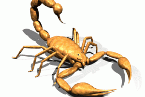 Scorpion Animated Gif Download Gif Image For Free Wallpaper Download For Android Mobile
