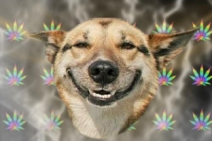 Stoner Funny Meme Download Dog