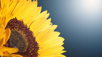 Sunflower Download HD Wallpaper