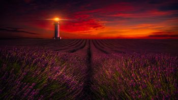 Sunset Lavender Field Lighthouse