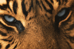 Tiger Animated Gif Download Gif Image For Free Wallpaper Download For Android Mobile