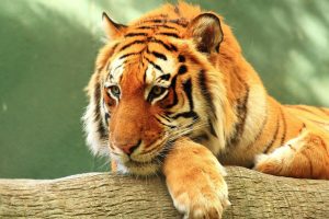 Tiger Close Up Download Hd Wallpaper