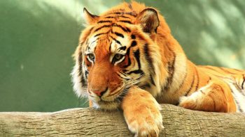 Tiger Close Up Download Hd Wallpaper