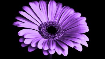 Violet Daisy Flower Download HD Wallpaper