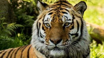 Vladimir Siberian Tiger At Dartmoor Zoo