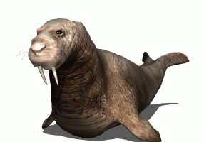 Walrus Animated Gif Download Gif Image For Free Wallpaper Download For Android Mobile