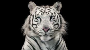 White Tiger Bengal Tiger