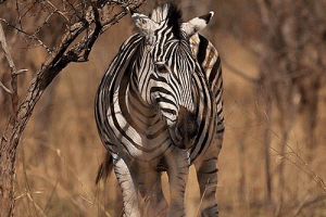 Zebra Animated Gif