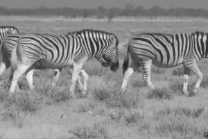 Zebra Animated Gif Download Gif Image