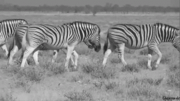 Zebra Animated Gif Download Gif Image