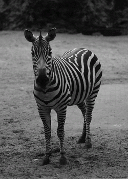 Zebra Animated Gif Download Gif Image For Free Wallpaper Download For Android Mobile