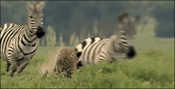 Zebra Animated Gif Image To Gif