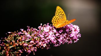Butterfly In Botanic Garden