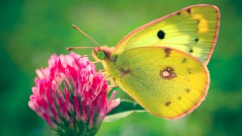 Colias Hyale Butterfly