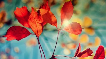 Glare Of Autumn HD Wallpaper Download