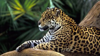 Jaguar In Amazon Rainforest