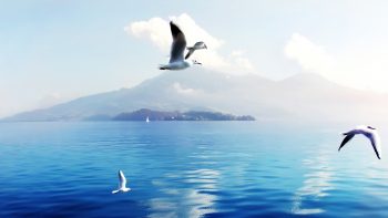 Seagulls In Switzerland