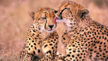 South African Cheetahs