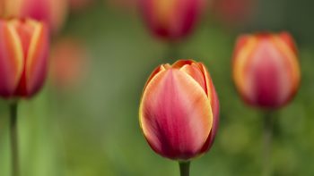 Tulips Macro Shot