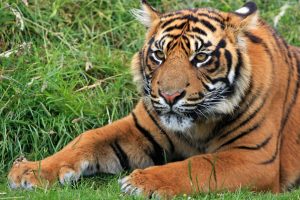 Wild Sumatran Tiger Full HD Wallpaper Download