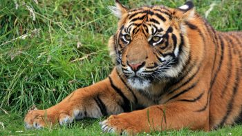 Wild Sumatran Tiger Full HD Wallpaper Download