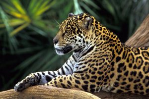 Jaguar In Amazon Rainforest Wallpaper HD Download