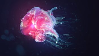 Jellyfish Wallpaper HD Download
