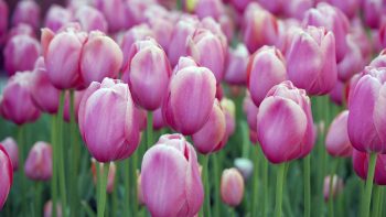 Pink Tulips Full HD Wallpaper Download