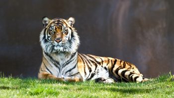 Tiger Staring Full HD Wallpaper Download