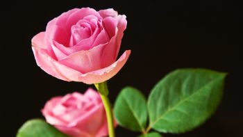 Best pink Roses 4K Resolution