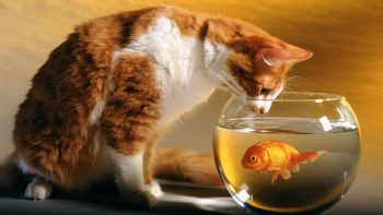 Cat and Fish Full HD Wallpaper Download