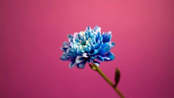 Blue In Pink Background
