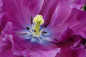 Close Up Of A Purple Tulip