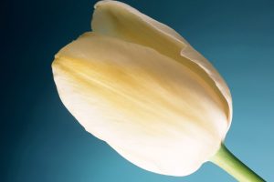 Cream Tulip Wide