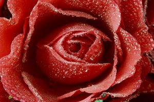 Dewy Red Rose