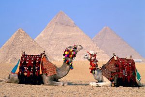 Egypt Cairo Camels