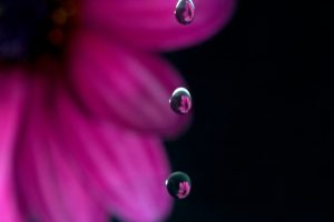 Flowers In Drops