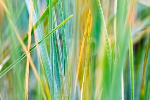 Grass HD Wallpaper Download For Android Mobile