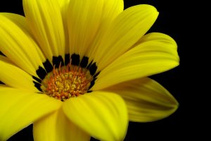 Great Yellow Flower