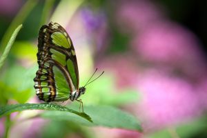 Green Butterfly HD Wallpaper Download For Android Mobile