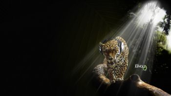Jaguar In Audio Jungle