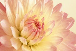 Pale Pink And Yellow Dahlia