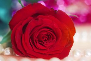 Red Rose Download HD Wallpaper Image