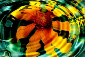 Sunflower In Water