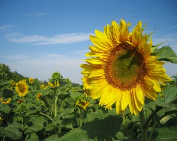 Sunflowers Nature