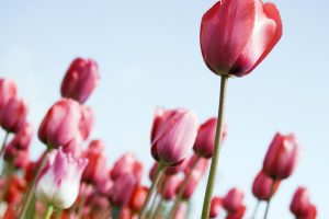 Tulips Rising
