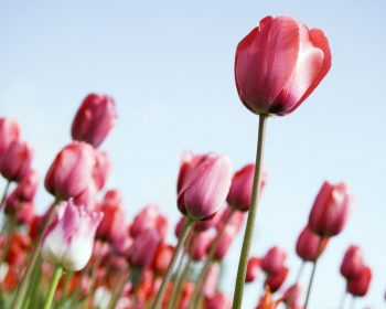 Tulips Rising