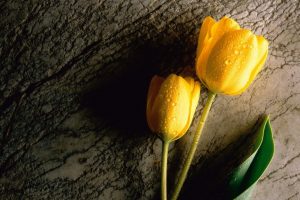 Two Wet Yellow Tulips
